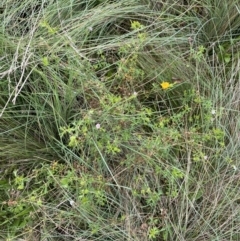 Geranium solanderi var. solanderi at Burra, NSW - 27 Mar 2022