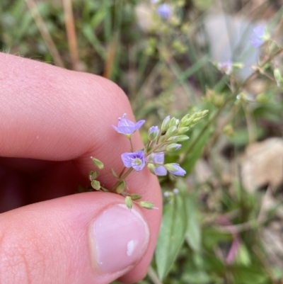 Veronica anagallis-aquatica (Blue Water Speedwell) at Burra, NSW - 27 Mar 2022 by NedJohnston