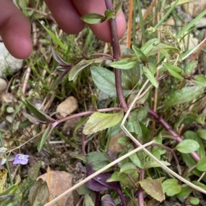 Veronica anagallis-aquatica at Burra, NSW - 27 Mar 2022