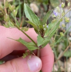 Veronica anagallis-aquatica at Burra, NSW - 27 Mar 2022