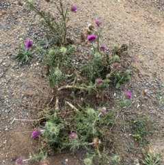 Carduus nutans (Nodding Thistle) at Googong Foreshore - 26 Mar 2022 by Ned_Johnston