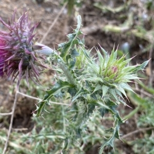 Carduus nutans at Burra, NSW - 27 Mar 2022