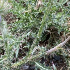 Carduus nutans at Burra, NSW - 27 Mar 2022