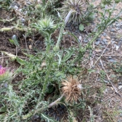 Carduus nutans at Burra, NSW - 27 Mar 2022 09:52 AM