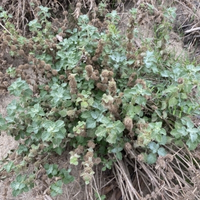 Marrubium vulgare (Horehound) at Burra, NSW - 27 Mar 2022 by NedJohnston