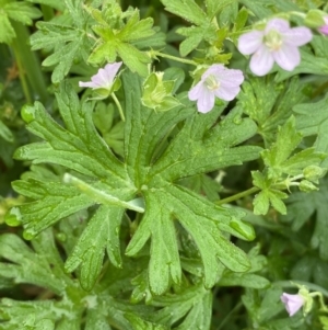 Geranium solanderi var. solanderi at Burra, NSW - 27 Mar 2022