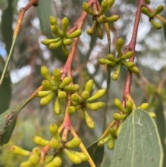 Eucalyptus pauciflora subsp. pauciflora (White Sally, Snow Gum) at QPRC LGA - 26 Mar 2022 by NedJohnston