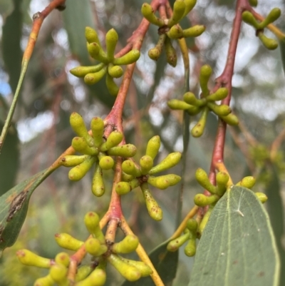 Eucalyptus pauciflora subsp. pauciflora (White Sally, Snow Gum) at Burra, NSW - 26 Mar 2022 by NedJohnston