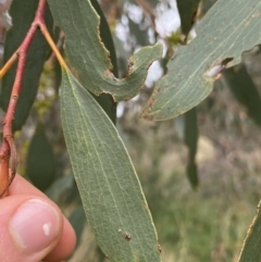 Eucalyptus pauciflora subsp. pauciflora at Googong Foreshore - 27 Mar 2022