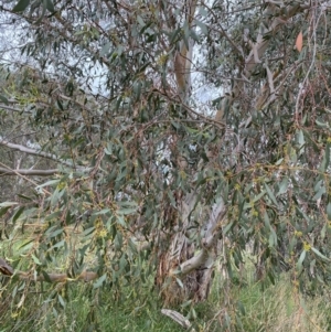 Eucalyptus pauciflora subsp. pauciflora at Googong Foreshore - 27 Mar 2022