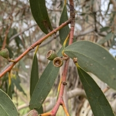 Eucalyptus pauciflora subsp. pauciflora at Googong Foreshore - 27 Mar 2022 09:36 AM