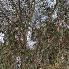 Eucalyptus pauciflora subsp. pauciflora at Googong Foreshore - 27 Mar 2022