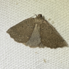Furcatrox (genus) (A Cape-moth) at Jerrabomberra, NSW - 28 Mar 2022 by Steve_Bok