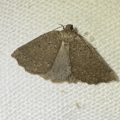 Furcatrox (genus) (A Cape moth (Diptychini) at Jerrabomberra, NSW - 28 Mar 2022 by SteveBorkowskis