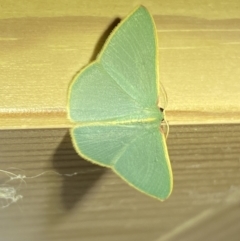 Chlorocoma assimilis (Golden-fringed Emerald Moth) at Jerrabomberra, NSW - 28 Mar 2022 by SteveBorkowskis