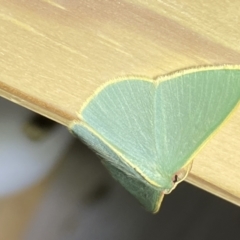 Chlorocoma assimilis at Jerrabomberra, NSW - suppressed