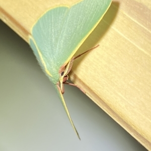 Chlorocoma assimilis at Jerrabomberra, NSW - suppressed