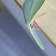 Chlorocoma assimilis at Jerrabomberra, NSW - suppressed