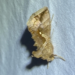 Chrysodeixis eriosoma at Jerrabomberra, NSW - 28 Mar 2022