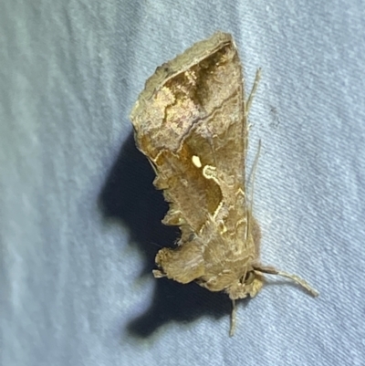 Chrysodeixis eriosoma (Green Looper) at QPRC LGA - 28 Mar 2022 by Steve_Bok