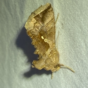 Chrysodeixis eriosoma at Jerrabomberra, NSW - 28 Mar 2022