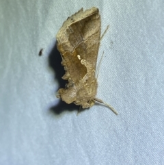 Chrysodeixis eriosoma at Jerrabomberra, NSW - 28 Mar 2022