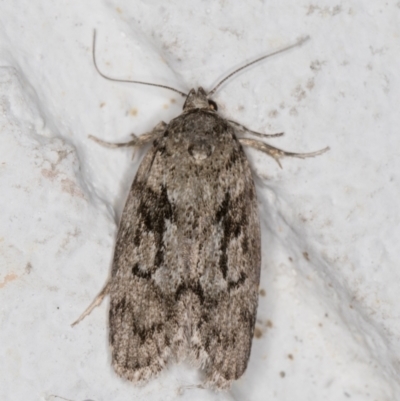 Philobota philostaura (A Concealer moth (Philobota group)) at Melba, ACT - 4 Feb 2022 by kasiaaus