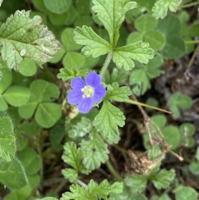 Erodium crinitum (Native Crowfoot) at Burra, NSW - 27 Mar 2022 by NedJohnston