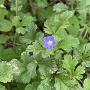 Erodium crinitum at Burra, NSW - 27 Mar 2022