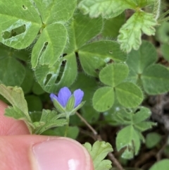 Erodium crinitum at Burra, NSW - 27 Mar 2022