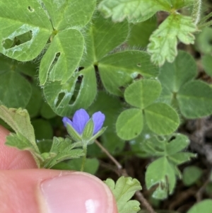 Erodium crinitum at Burra, NSW - 27 Mar 2022