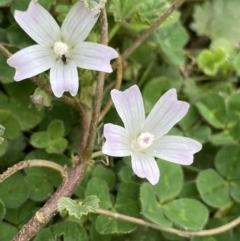 Malva neglecta (Dwarf Mallow) at Burra, NSW - 26 Mar 2022 by Ned_Johnston