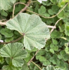 Malva neglecta at Burra, NSW - 27 Mar 2022 10:39 AM