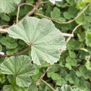 Malva neglecta at Burra, NSW - 27 Mar 2022 10:39 AM