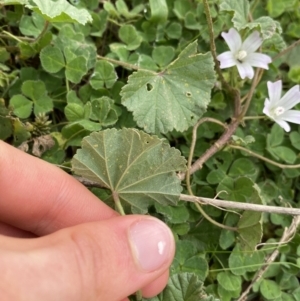 Malva neglecta at Burra, NSW - 27 Mar 2022