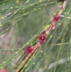 Casuarina cunninghamiana subsp. cunninghamiana (River She-Oak, River Oak) at Burra, NSW - 26 Mar 2022 by Ned_Johnston