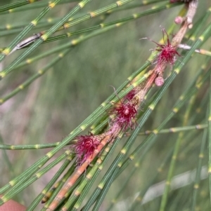 Casuarina cunninghamiana subsp. cunninghamiana at Burra, NSW - 27 Mar 2022