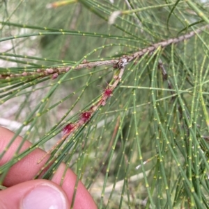 Casuarina cunninghamiana subsp. cunninghamiana at Burra, NSW - 27 Mar 2022 10:37 AM