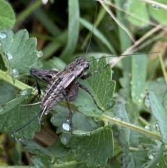 Bobilla sp. (genus) (A Small field cricket) at Burra, NSW - 27 Mar 2022 by NedJohnston