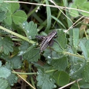 Bobilla sp. (genus) at Burra, NSW - 27 Mar 2022 10:36 AM