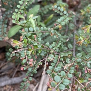 Bossiaea buxifolia at Burra, NSW - 27 Mar 2022