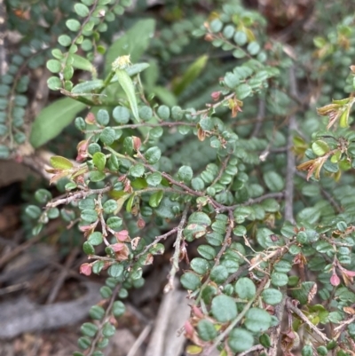 Bossiaea buxifolia (Matted Bossiaea) at Burra, NSW - 26 Mar 2022 by Ned_Johnston