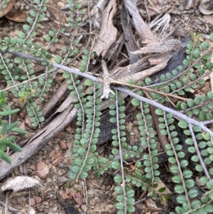 Bossiaea buxifolia at Burra, NSW - 27 Mar 2022