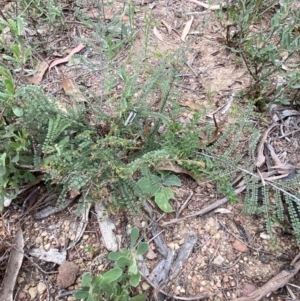 Bossiaea buxifolia at Burra, NSW - 27 Mar 2022 10:33 AM