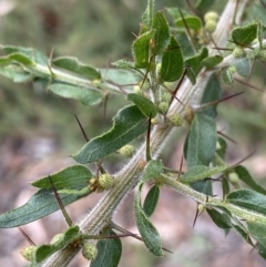 Acacia paradoxa (Kangaroo Thorn) at Burra, NSW - 27 Mar 2022 by NedJohnston