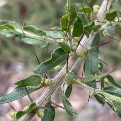 Acacia paradoxa (Kangaroo Thorn) at Burra, NSW - 27 Mar 2022 by NedJohnston