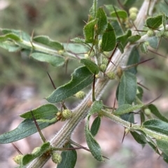 Acacia paradoxa (Kangaroo Thorn) at Burra, NSW - 26 Mar 2022 by Ned_Johnston