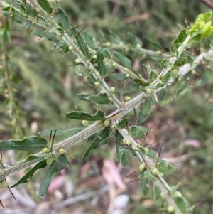 Acacia paradoxa at Burra, NSW - 27 Mar 2022