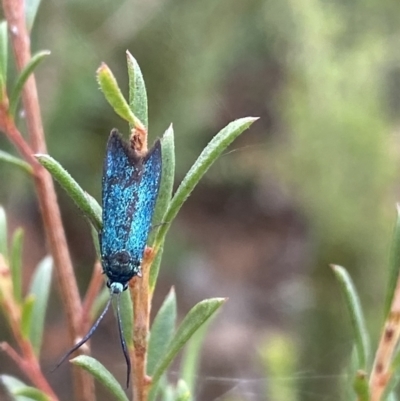 Pollanisus (genus) (A Forester Moth) at Burra, NSW - 27 Mar 2022 by NedJohnston