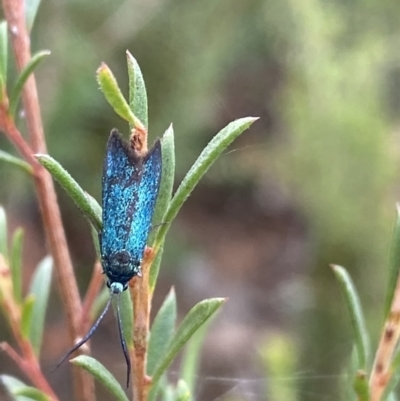 Pollanisus (genus) (A Forester Moth) at QPRC LGA - 26 Mar 2022 by Ned_Johnston